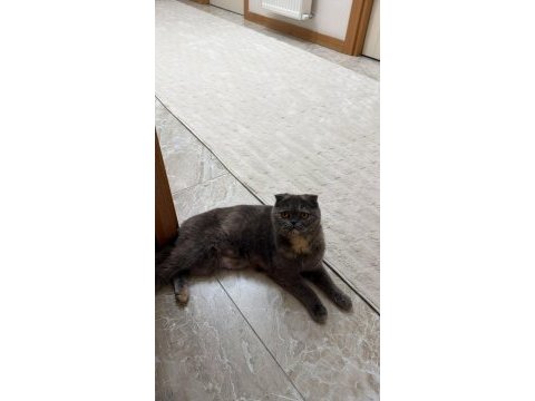 Çok akıllı uysal kedimiz
