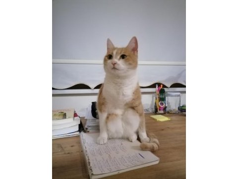 Sarman kardeşler fıstık ve porti