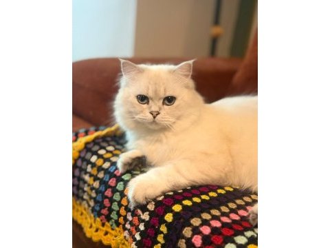 British longhair kedisi