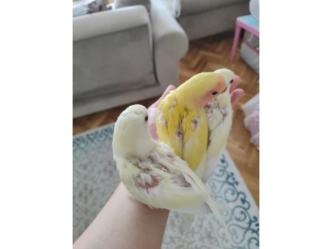 Kırmızı göz yavru sevda papağanları