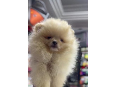 Pomeranian boo köpeğimiz