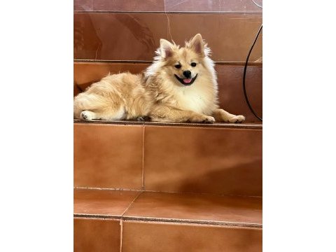 9 aylık pomeranian köpeği