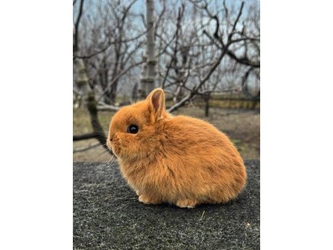 Hollanda cüce (minyatür tavşan)