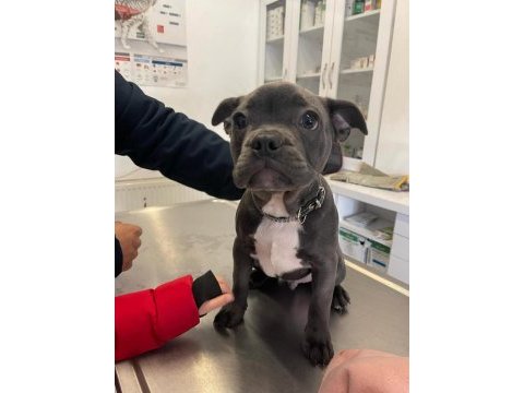 A kalite ırk sağlık garantili french bulldog yavrular