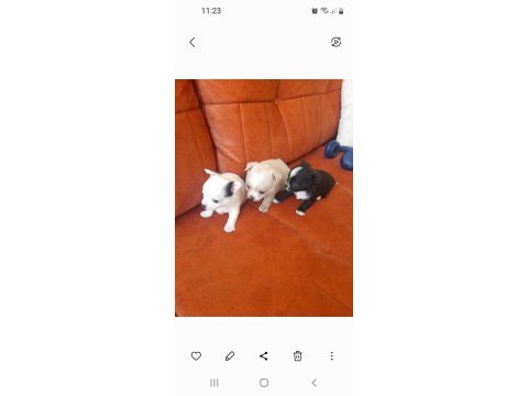 Sahiplendirme chihuahua