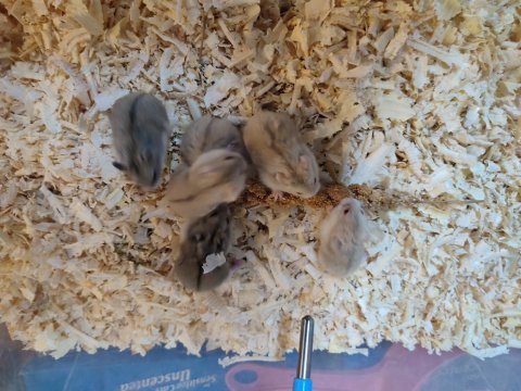 Gonzales hamster yavrular