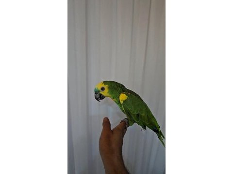 Full evcil konusma da sınır yok oyun hamuru amazon