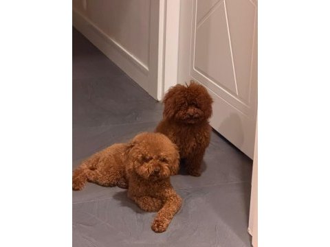 Safkan orjinal toy poodle teacup