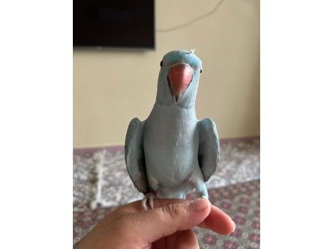 20 aylik el besleme pakistan papağanı