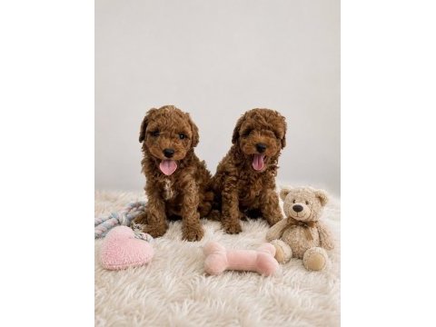 Anne altından orjinal toy poodle bebekler