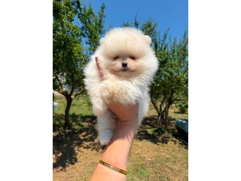 Sağlık ve ırk garantili pomeranian boo köpeği