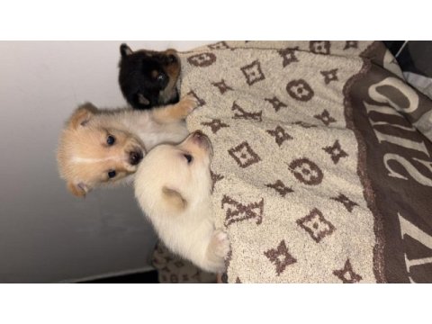 2 tane dişi şivava