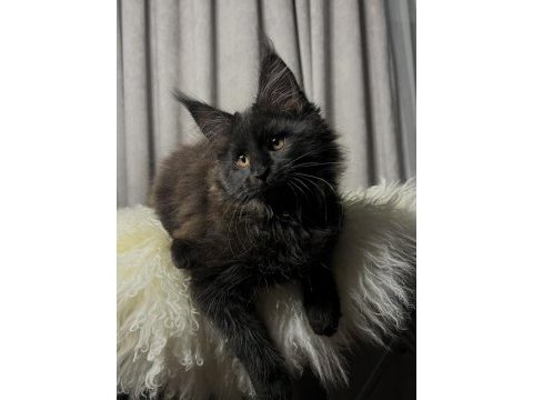 Özel kalite maine coon dişi