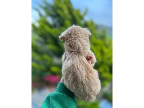 Maltipoo yavrusu