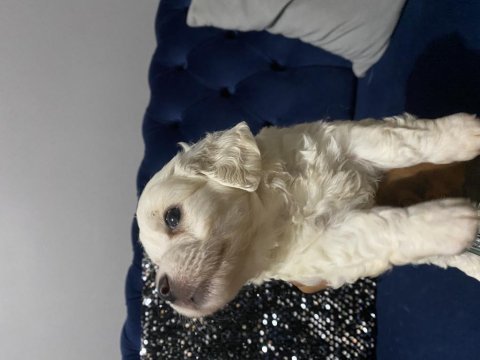 Maltese terrier 2 aylık