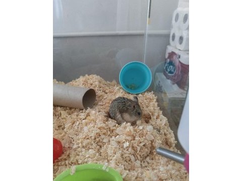 Gonzales hamsterlar