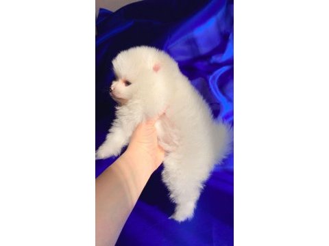 Dişi pomeranian boo