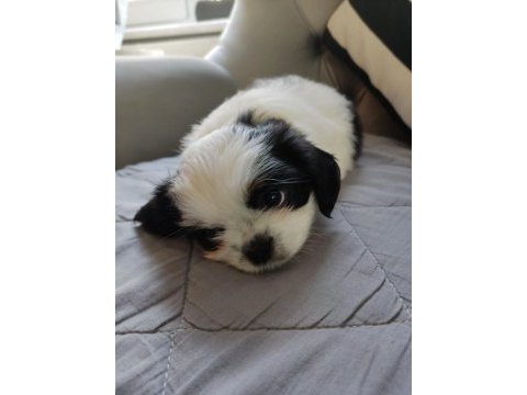 Shih tzu bebekler