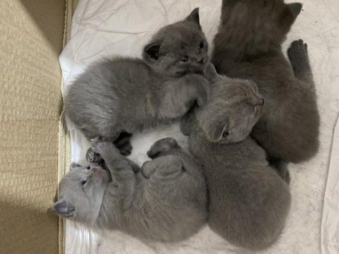 Safkan british shorthair