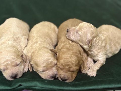 Toy poodle yavrularım rezerveye açıklar