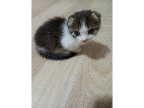 Scottish fold yavrularımız