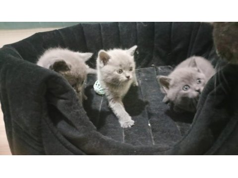 British shorthair yavrularımı sahiplendiriyorum