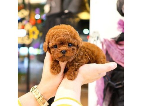 Korean toy poodle yavrularım