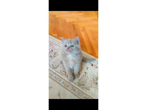Lilac erkek ve dişi kediler