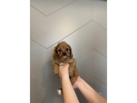 Evde doğma şov kalite maltipoo yavrular