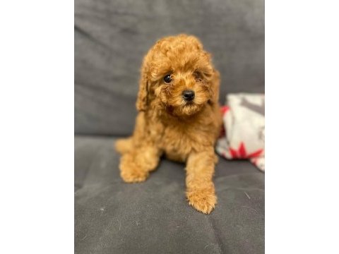 Toy poodle yavru köpeklerimiz