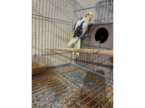 3. kuluçkada yavrulu hazır takım sultan papağanı