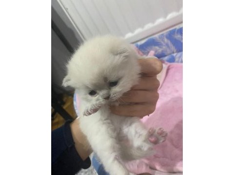 Saf kan british longhair bebekler rezerve