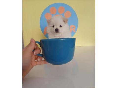 40 günlük pomeranian
