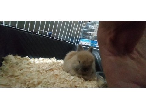 1.5 aylık cüce tavşan
