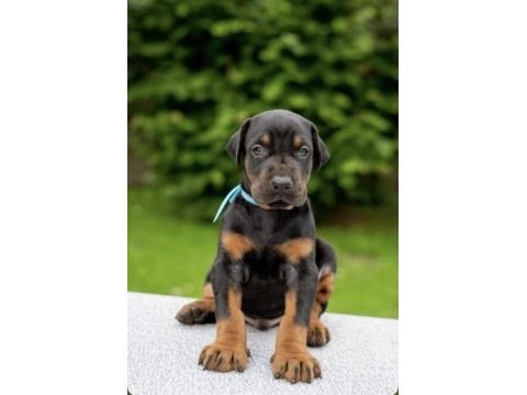 Safkan a kalite doberman dişi erkek yavrularımız
