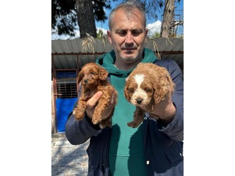 Sevimli maltipoo yavrularımız