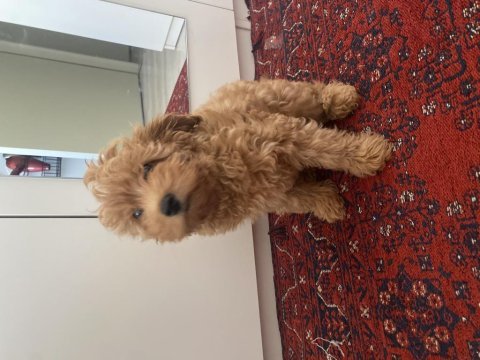 Maltipoo muhteşem renk ve tip