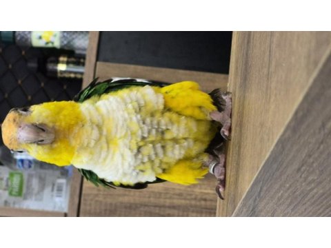 Yavru kayık papağanı