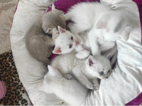British shorthair yavru 10-15 gün sonra sahiplendireceğiz