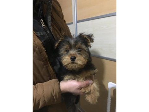 Yorkshire terrier erkek yavrumuz
