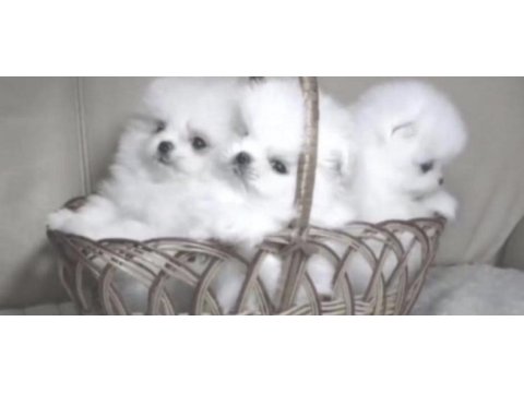 Pomeranian boo köpeği