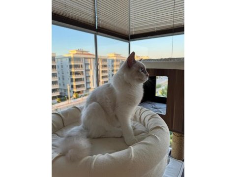 Boncuk gözlü safkan ragdoll yavru