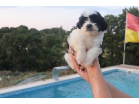 Sevimli shih tzu yavrusu sağlıklı, erkek ve dişi