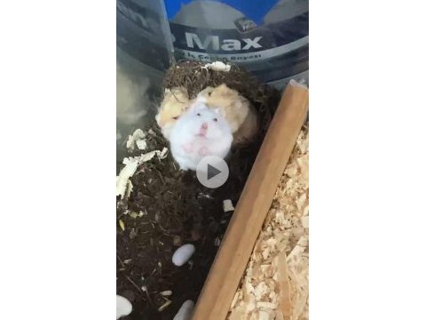 Hamster ele alışkın para için satmıyorum yerim yok