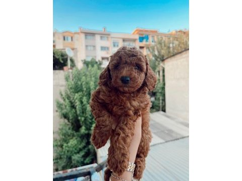 Ev ortamında kore poodle bebekler