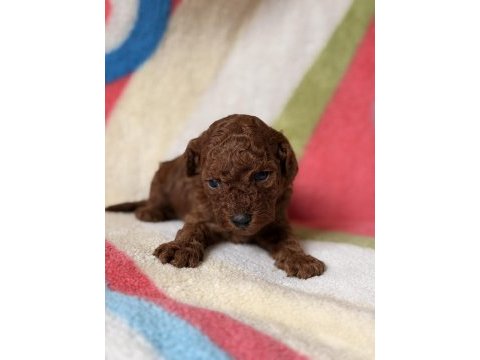 Red brown toy poodle yavrular