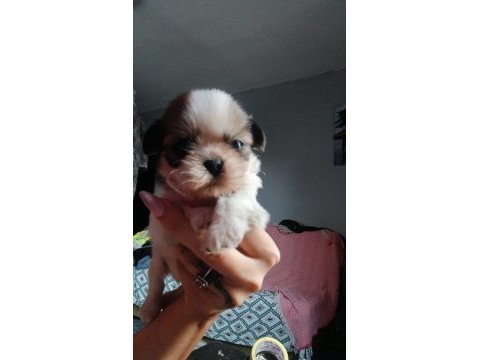 Shih tzu yavrumuz