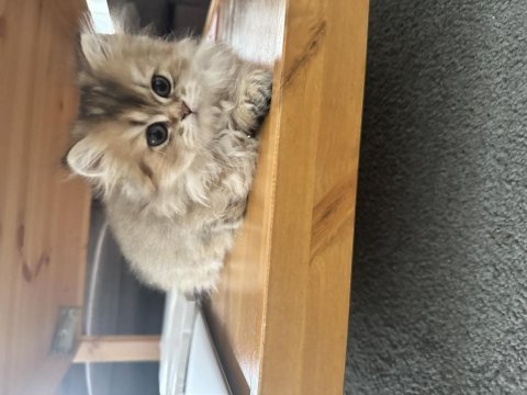 British longhair golden (anne baba secereli)