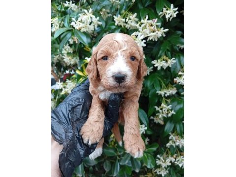 Siyah inci ırk ve sağlık garanti toy poodle bebekler