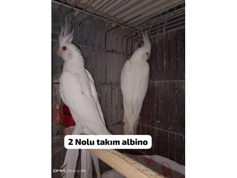 Albino sultan papağanı takımlar